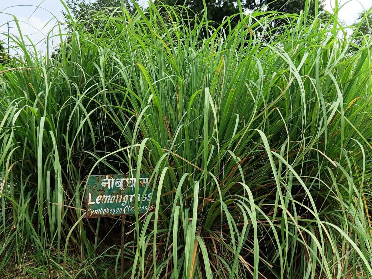 Kannauj: Lemon grass will increase the income of farmers, business of entrepreneurs will increase