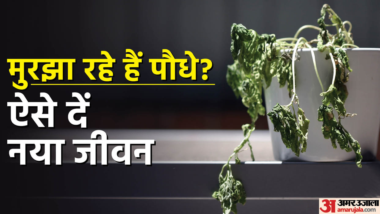 Gardening Tips How To Save Dying Plants At Home Know 5 Tricks In Hindi