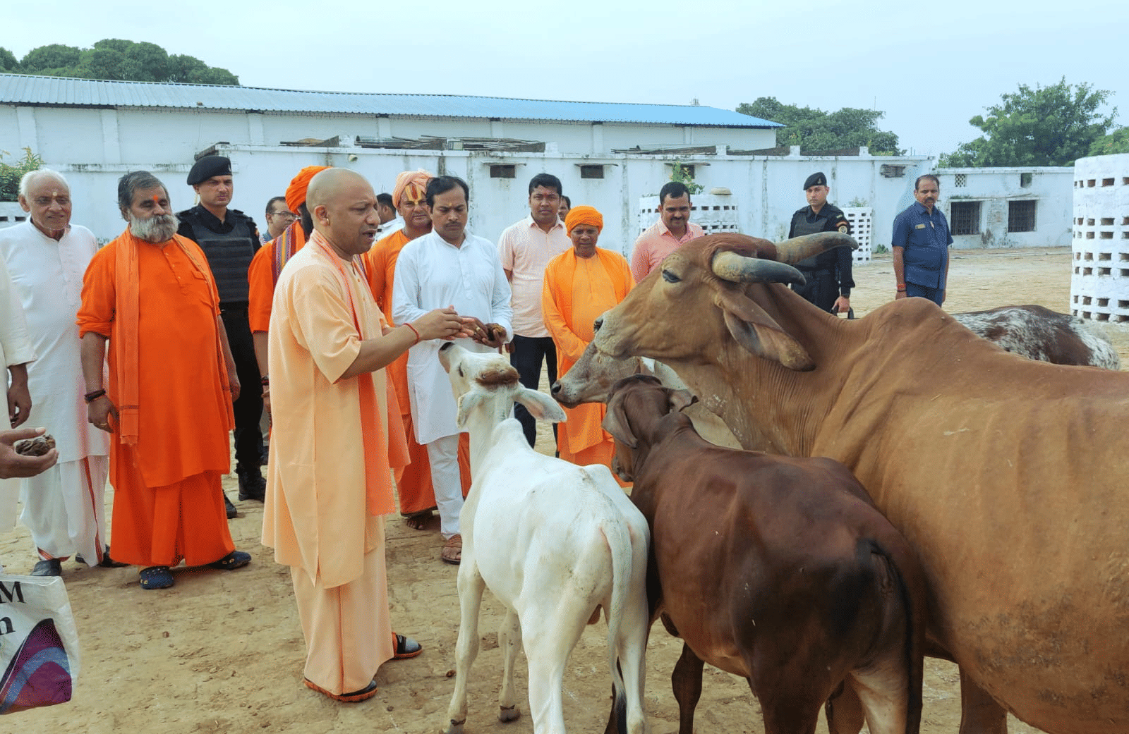 गौशाला में सेवा करते सीएम योगी।