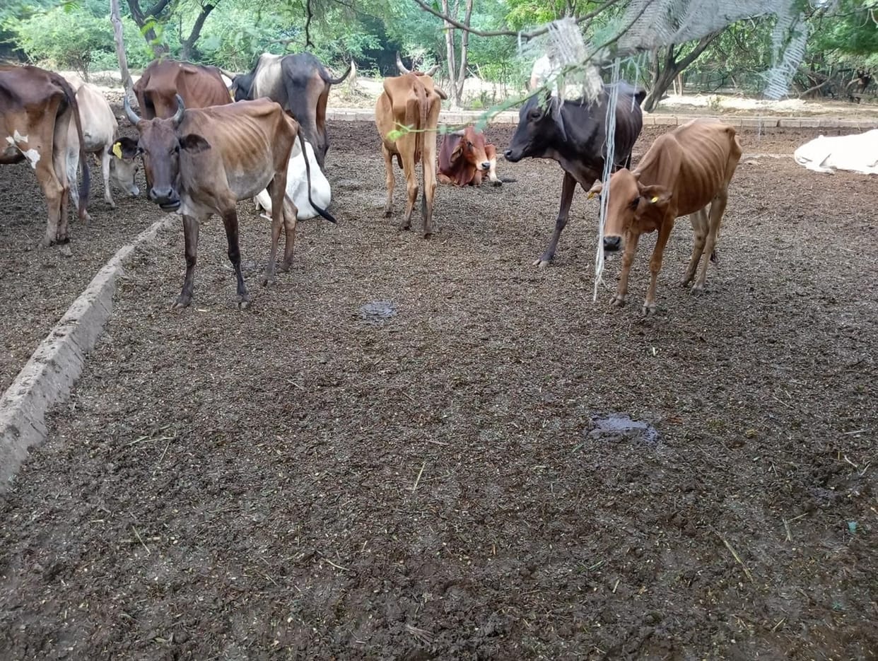 Hathras: Seven cows died in Parag Dairy's cowshed