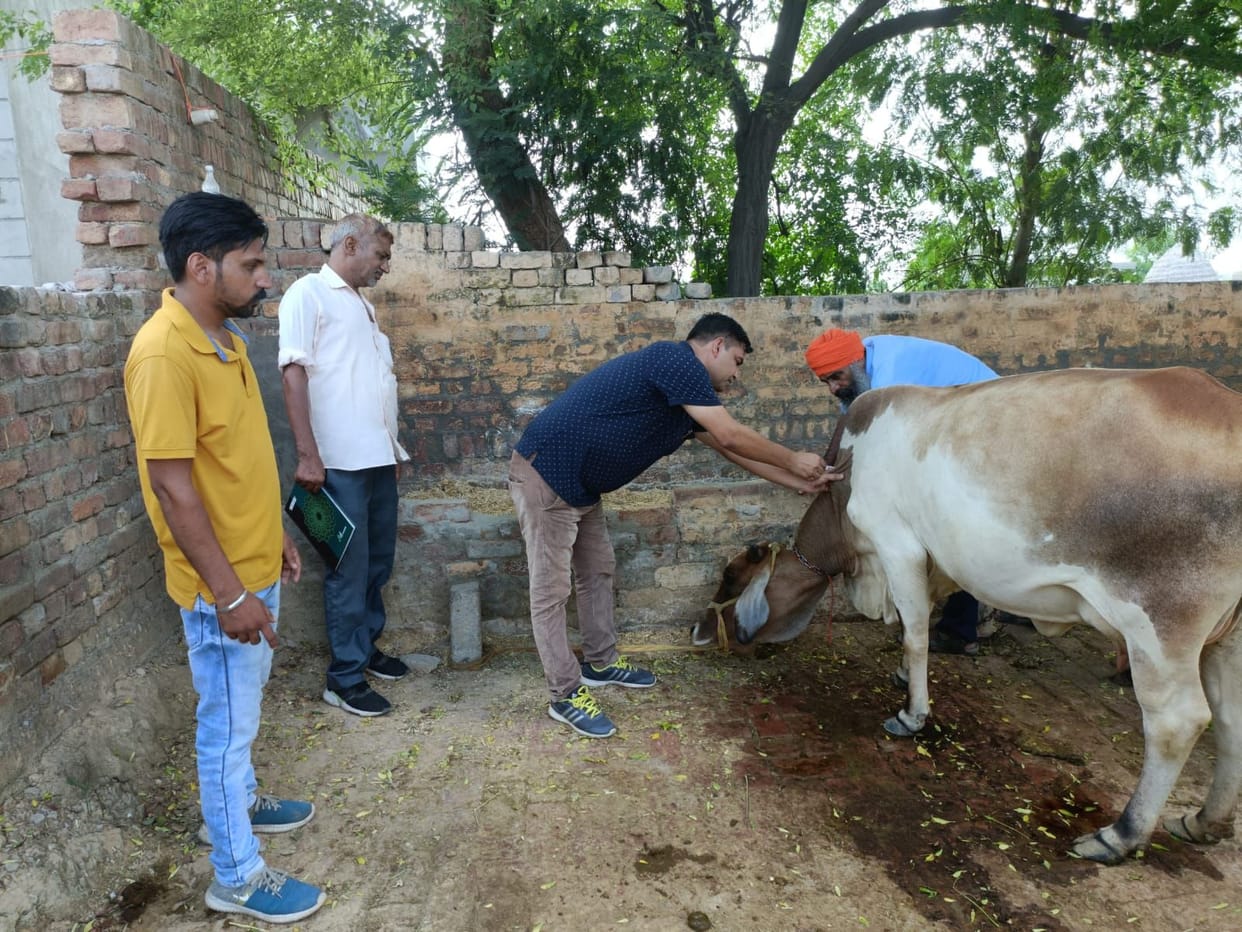 Two cows infected with lumpy pox die, 62 new found sick