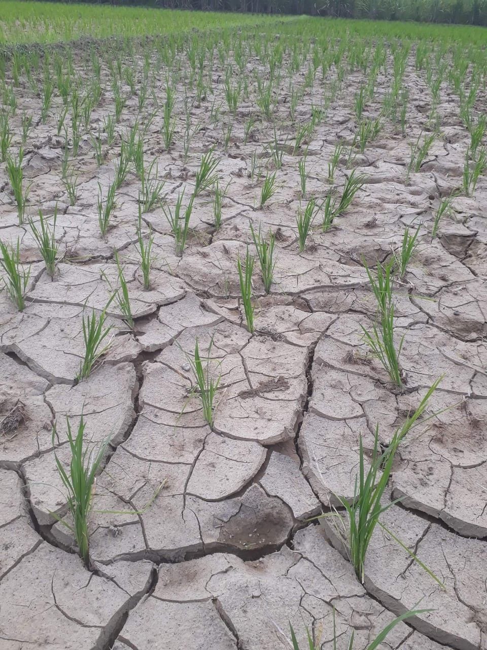 crop was dry without water