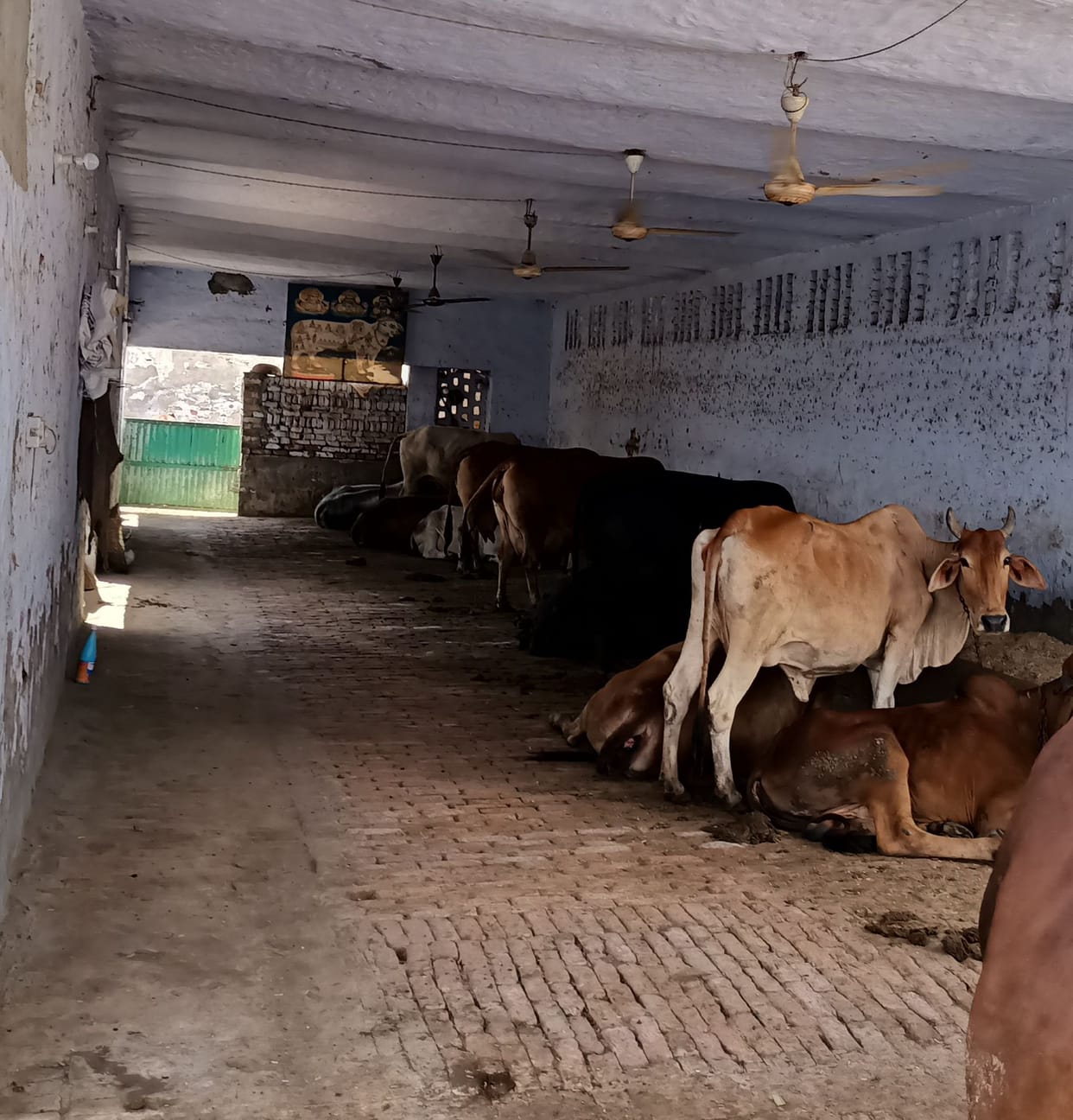 Lungi virus: 21 animals die in a day, department starts vaccination