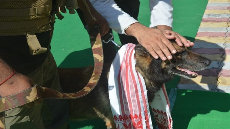 Assam K9 dog squad helps forest officials TO track Rhino poachers