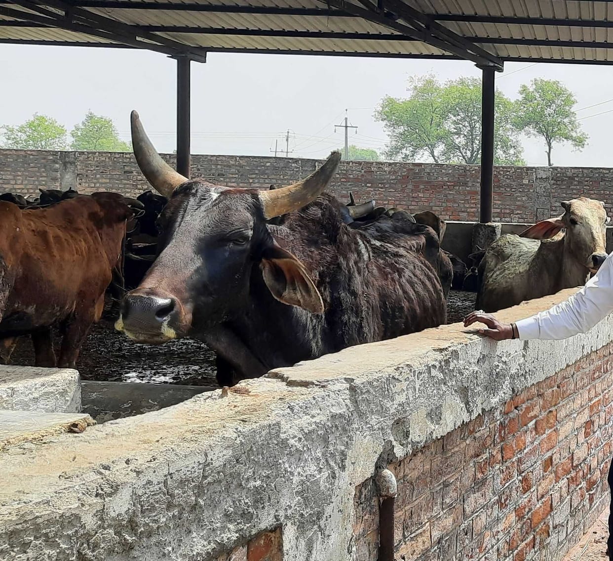 Fear of infection in cows in Nandishalas, sent 8 samples for investigation