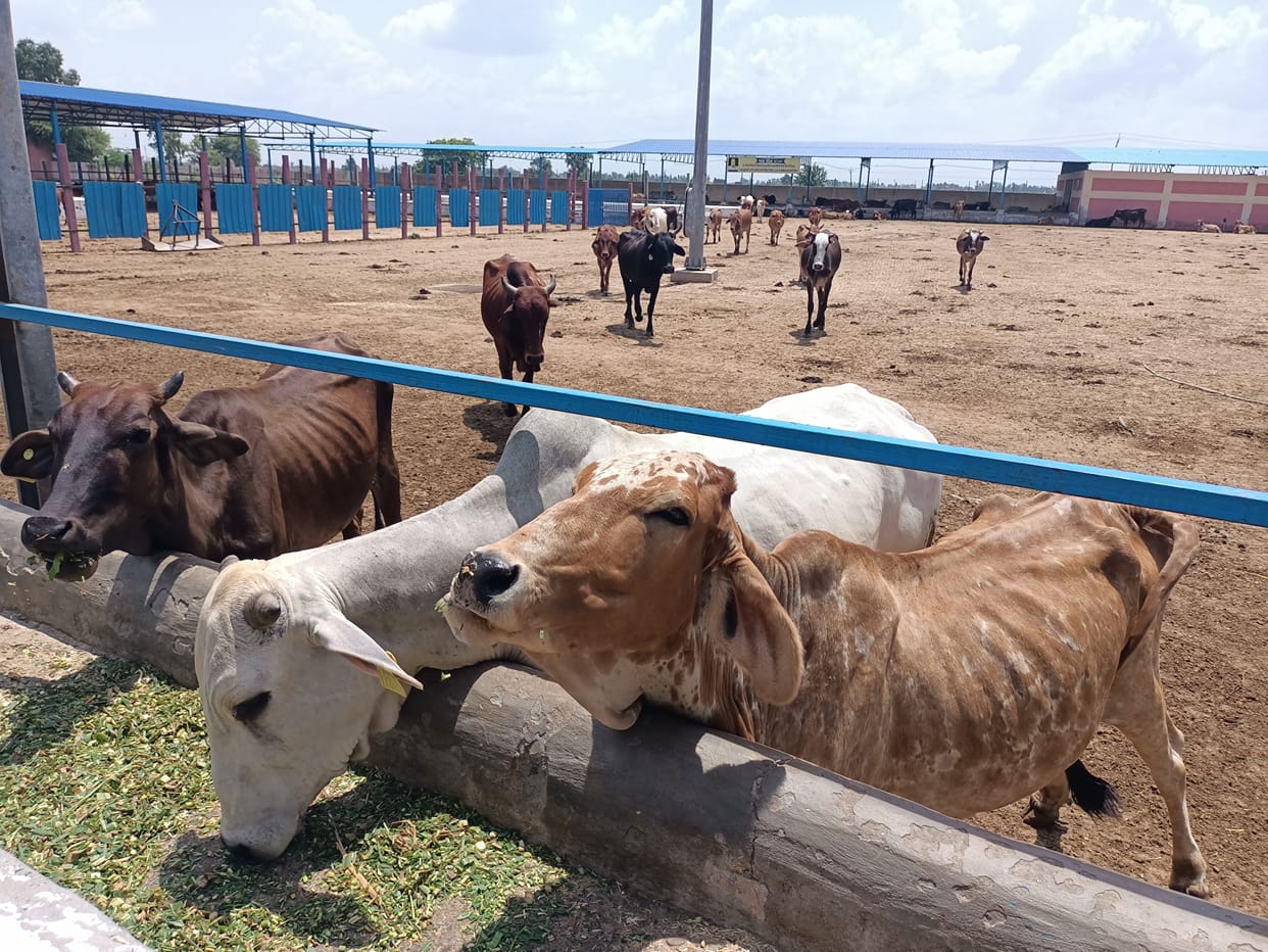 Lumpy's fear: destitute animals are no longer getting shelter in Nandishalas