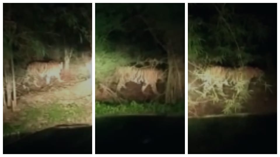 Bandhavgarh Tiger Reserve: Tiger roaming the streets, passers-by captured the thrilling scene in the camera