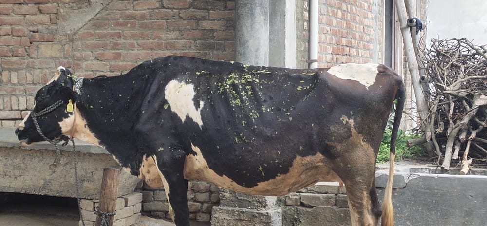 Nine cows died due to lumpi disease, more than 1800 sick
