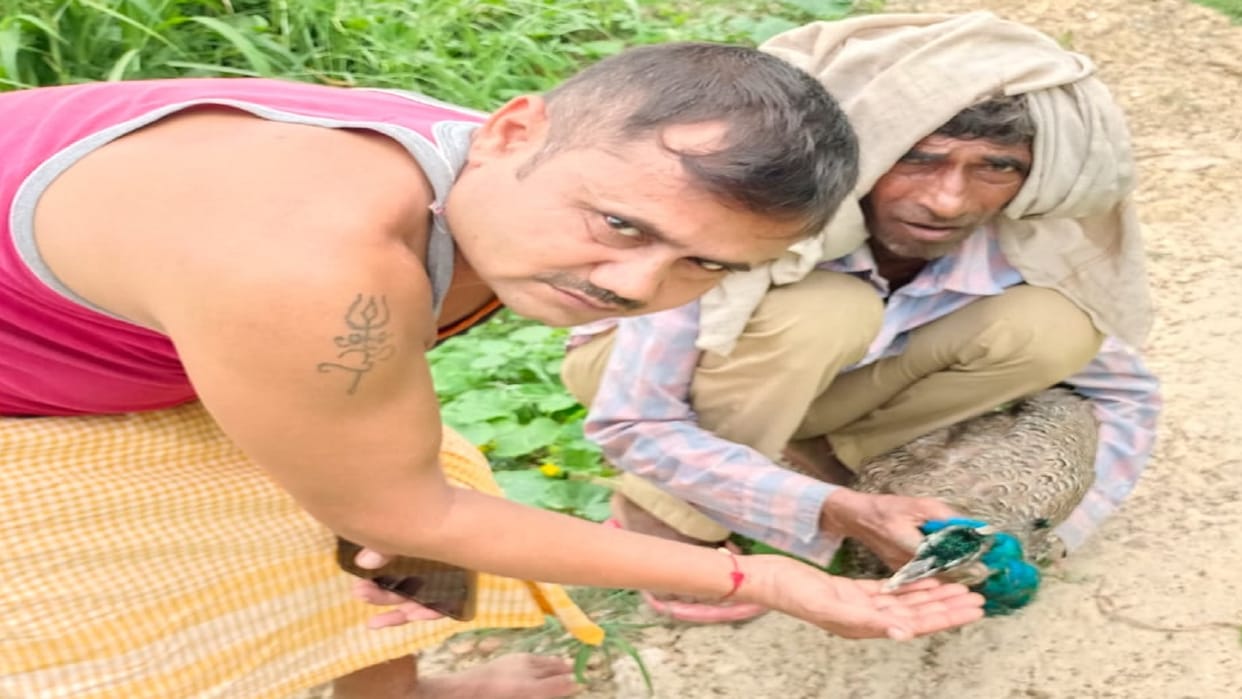Villagers gave water to the suffering national bird Peacock dies sent for postmortem