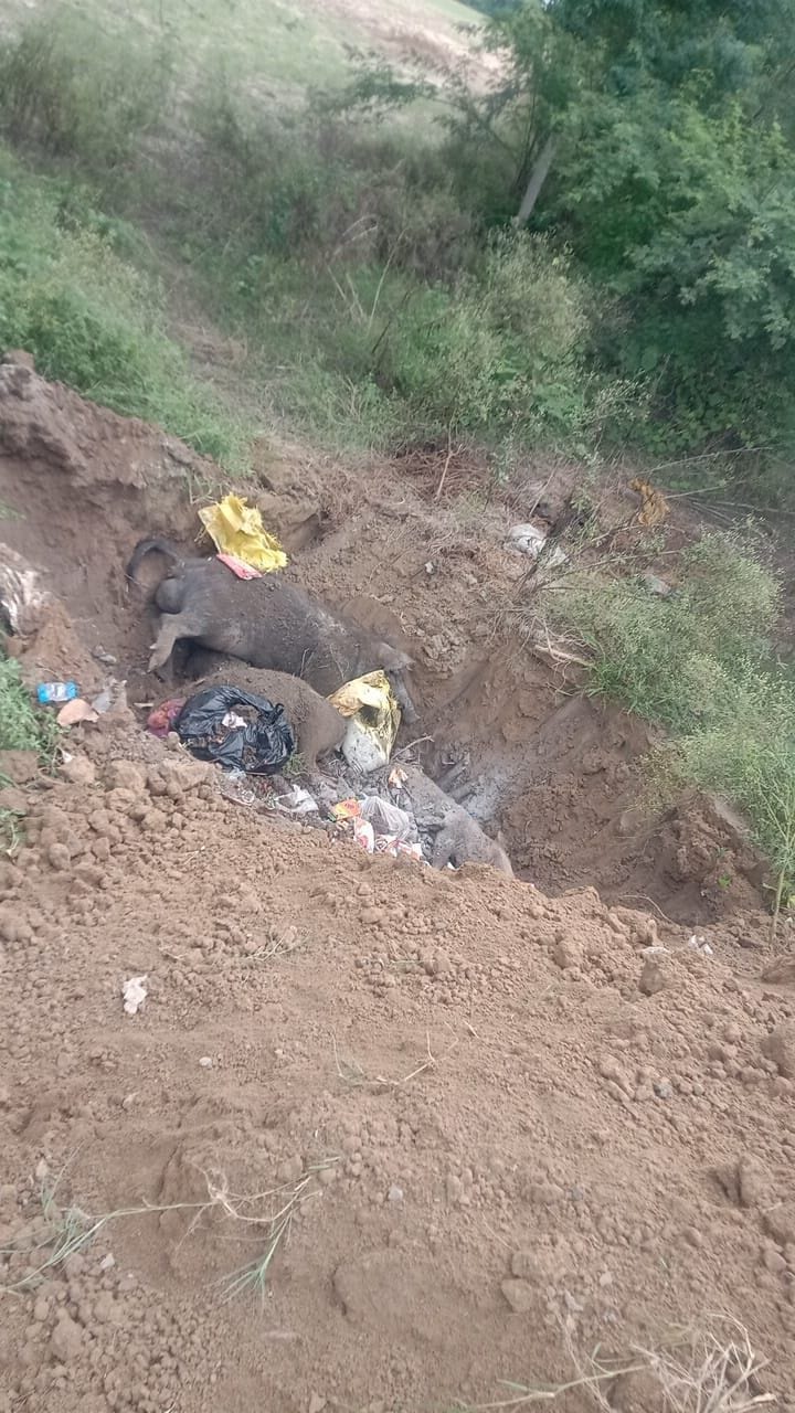 African swine flu found in the investigation of pigs, the municipality is doing burial