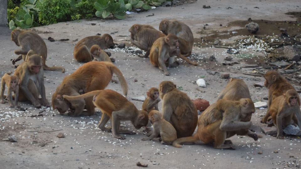 Terror of monkeys in the city More than three thousand monkeys who are dangerous