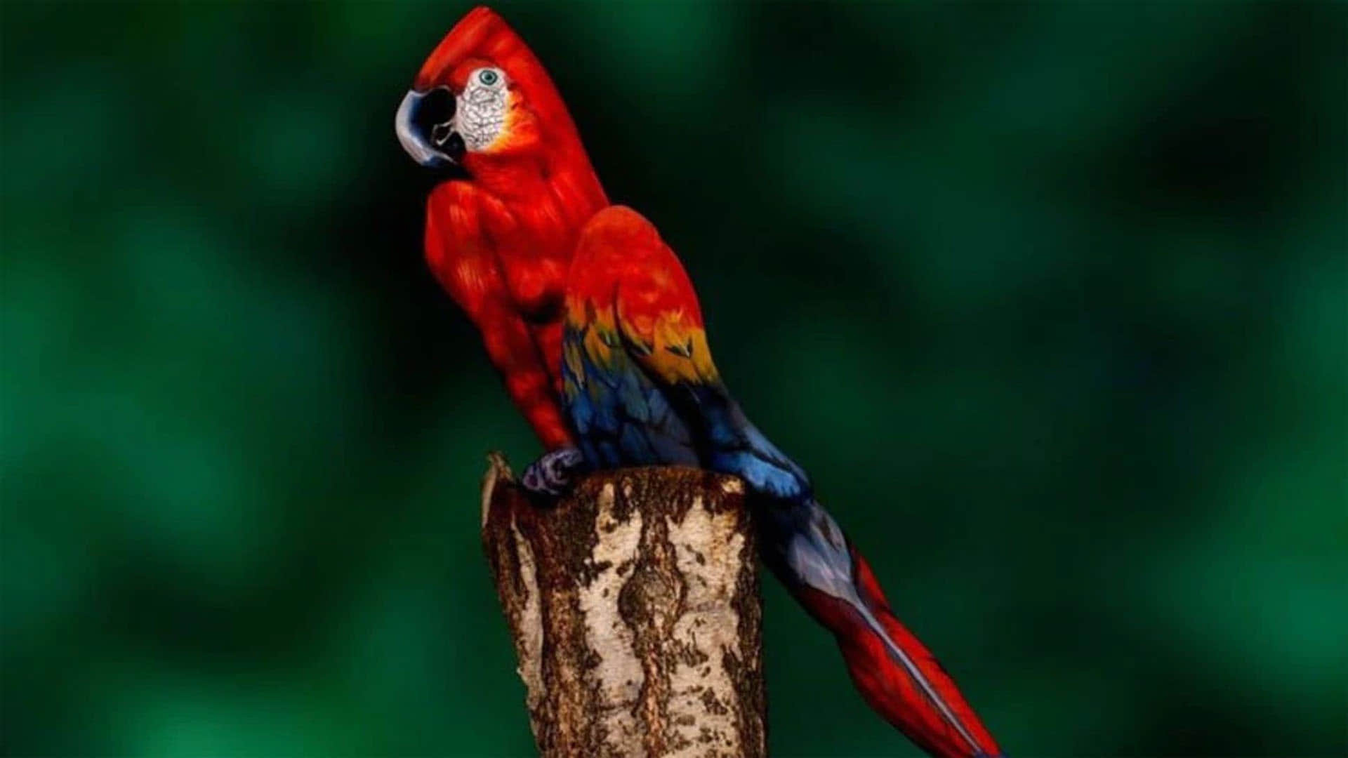 Optical Illusion Image Personality Test Spot out Hidden Woman from Picture Check Your Brain IQ