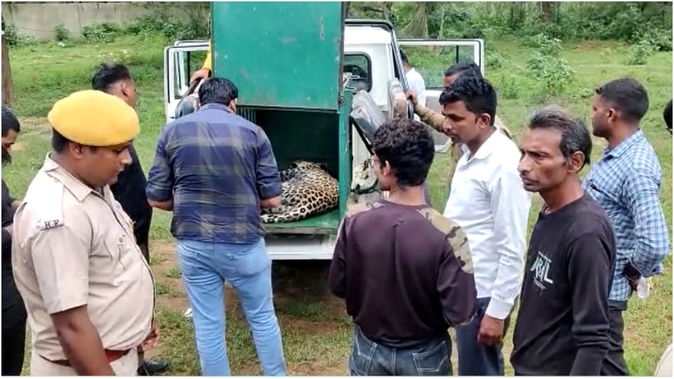 Panther Spread Panic In Alwar For Four Hours Womens Hospital