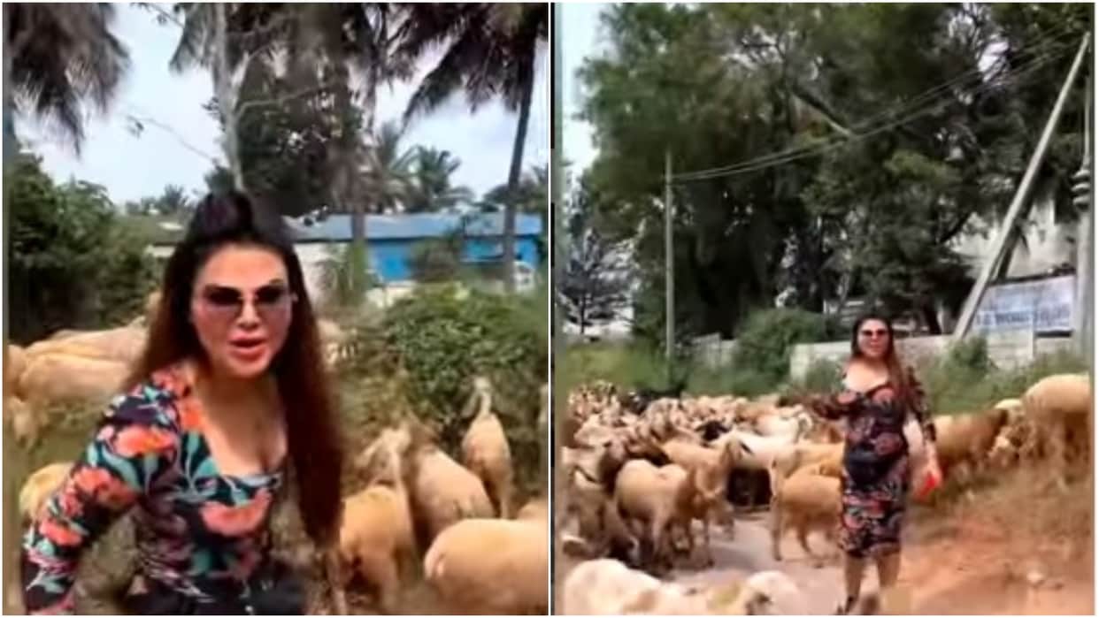rakhi sawant latest video from Mysore with goats and sheeps went viral on internet