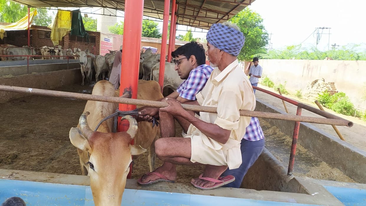 Five cows die of lumpy pox, 115 new found sick