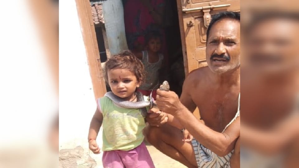 Former gram pradhan dies of snake bite in Jaitipur area of Shahjahanpur