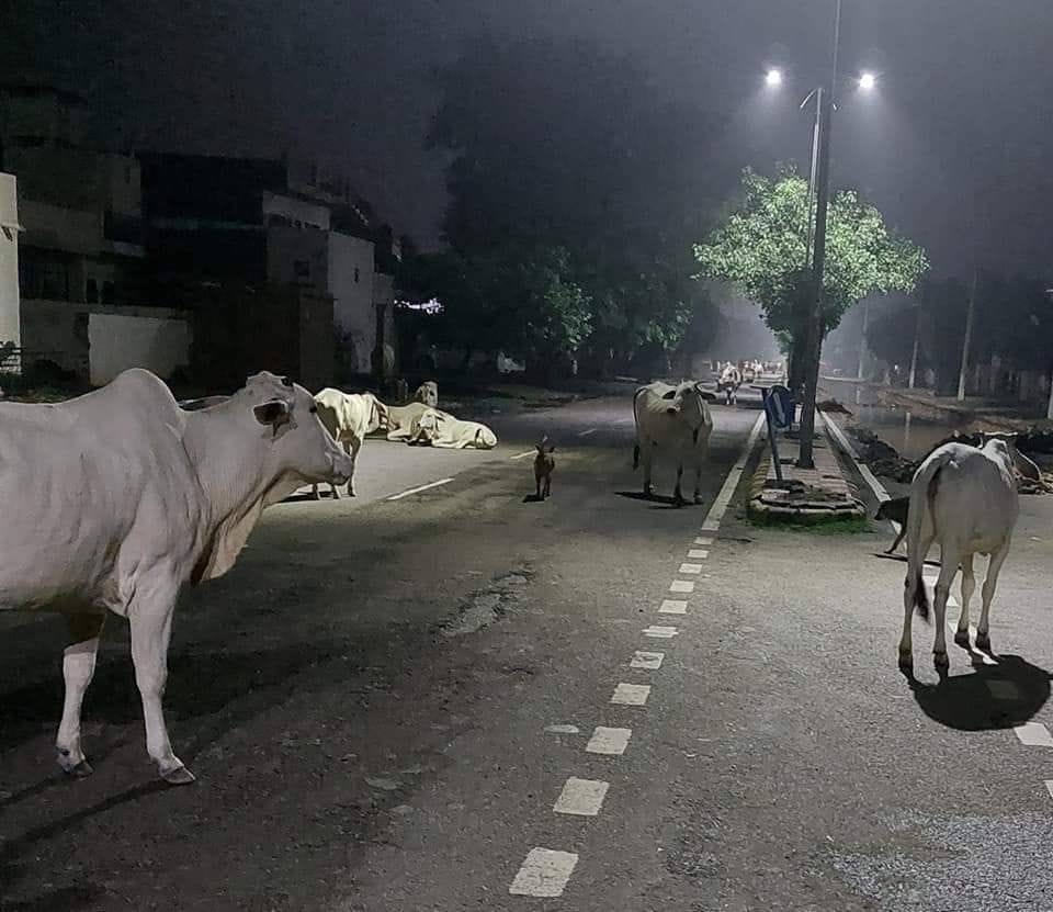Lumpy virus stopped the campaign to catch the destitute cow
