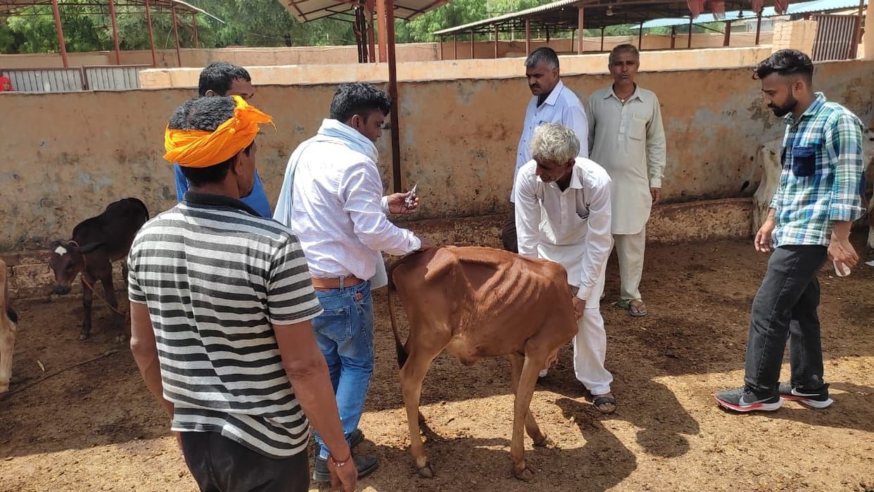 22 animals died due to lumpy pox in the district, the department vaccinated 8650 animals