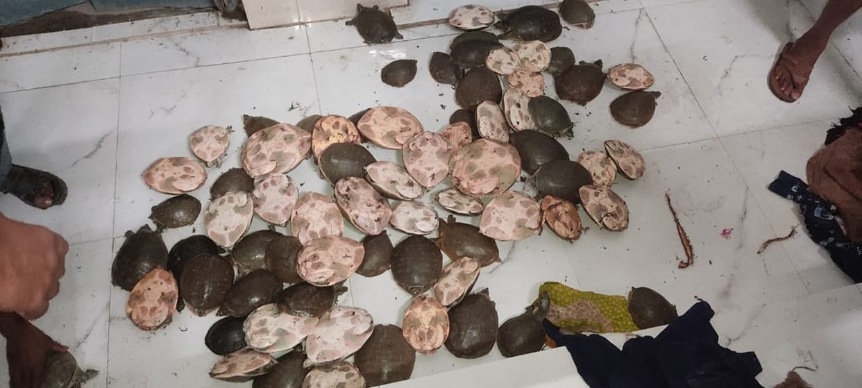 Turtle recovered from train
