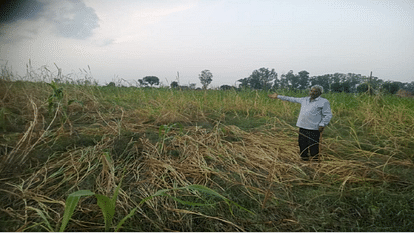 Flood in Yamuna: farmers Sow crops by taking loan, drowned by Yamuna, fodder crisis on animals