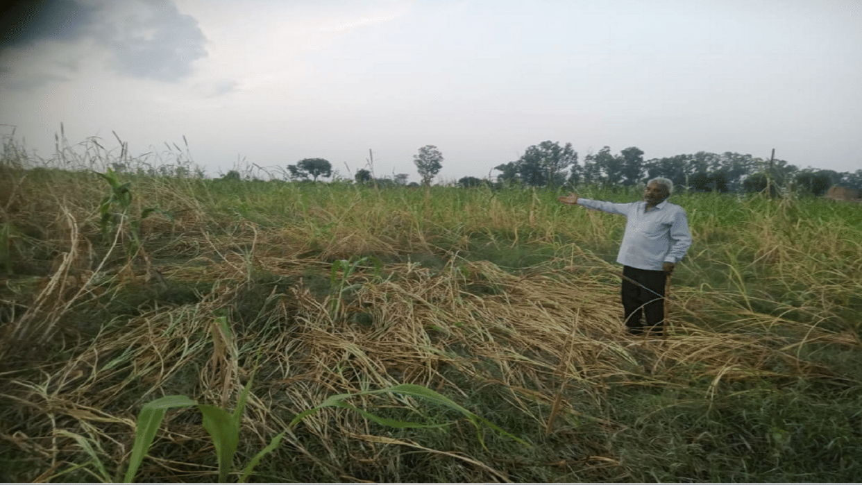 Flood in Yamuna: farmers Sow crops by taking loan, drowned by Yamuna, fodder crisis on animals