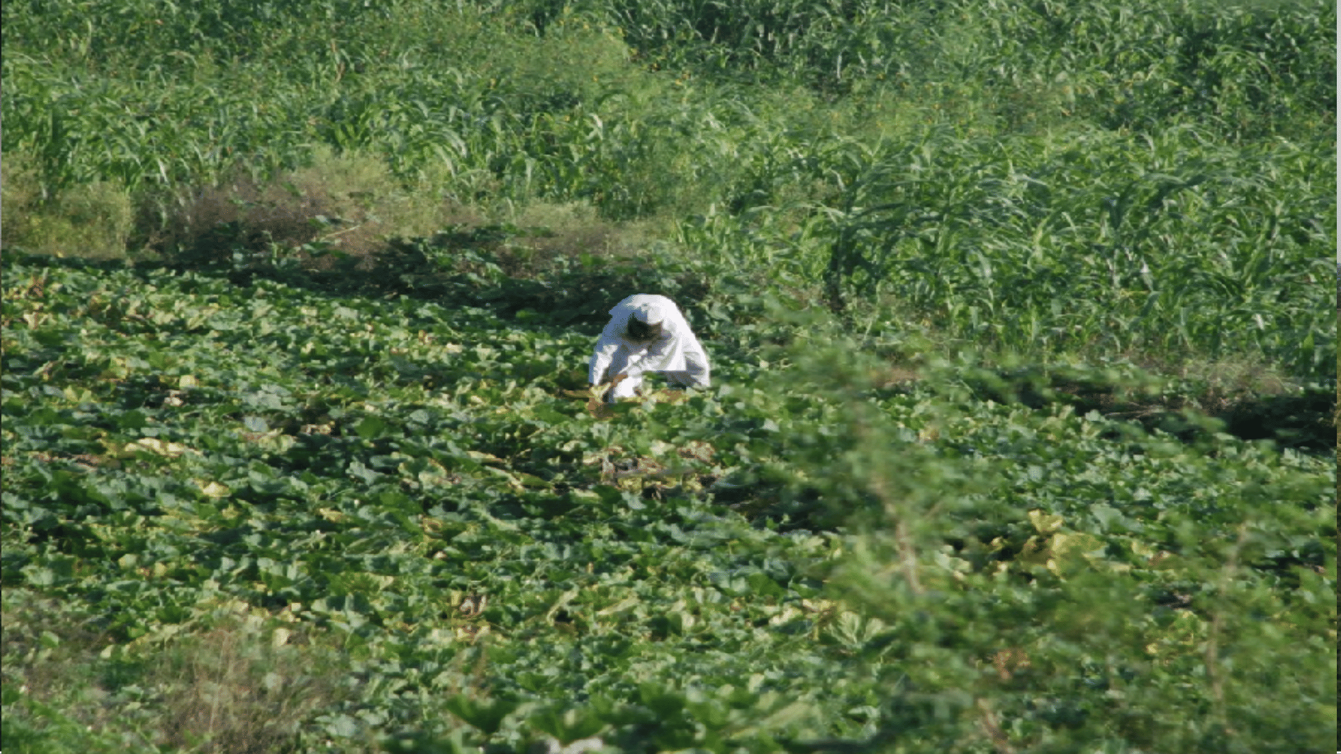 Flood in Yamuna: farmers Sow crops by taking loan, drowned by Yamuna, fodder crisis on animals