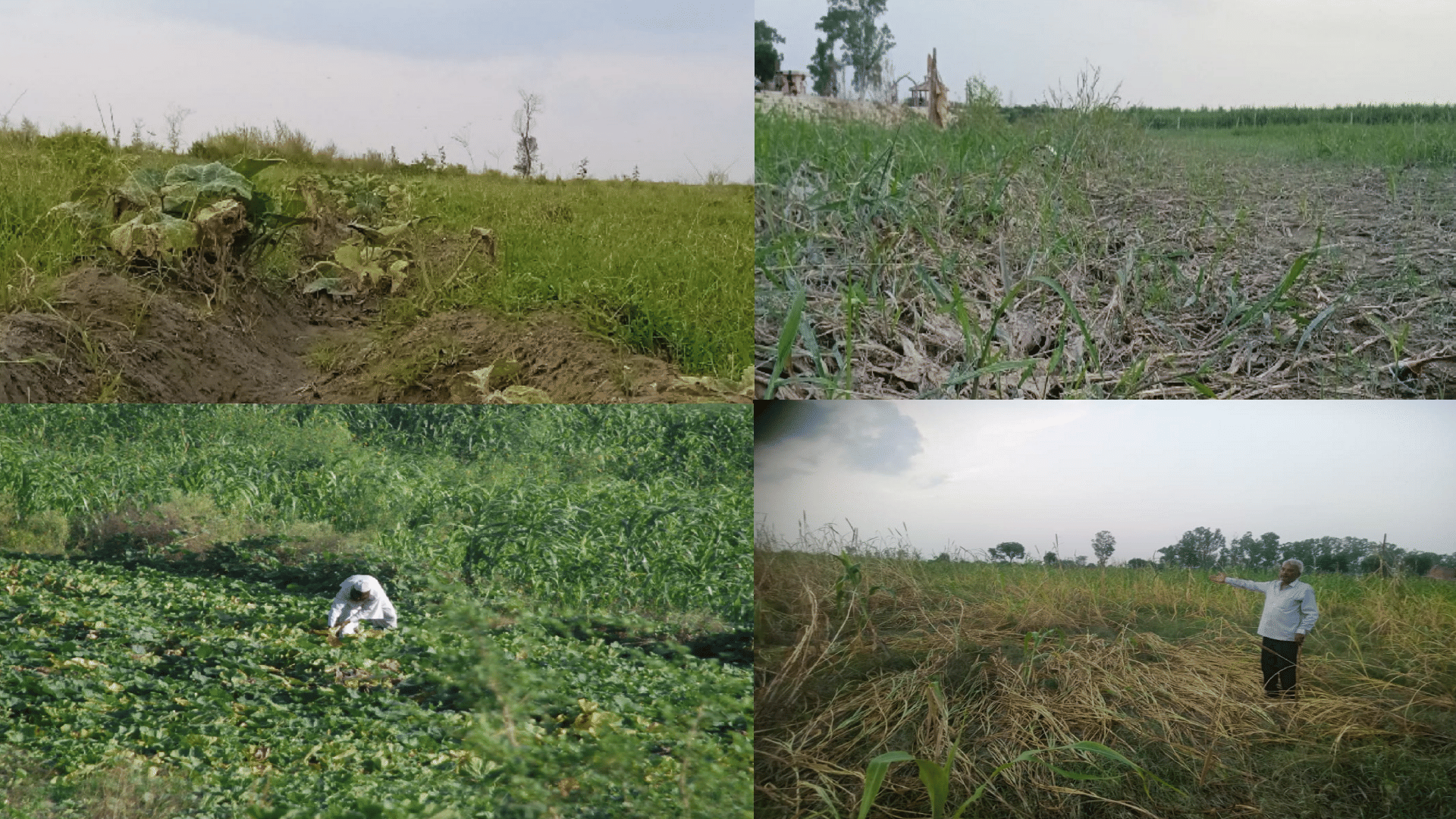 Flood in Yamuna: farmers Sow crops by taking loan, drowned by Yamuna, fodder crisis on animals