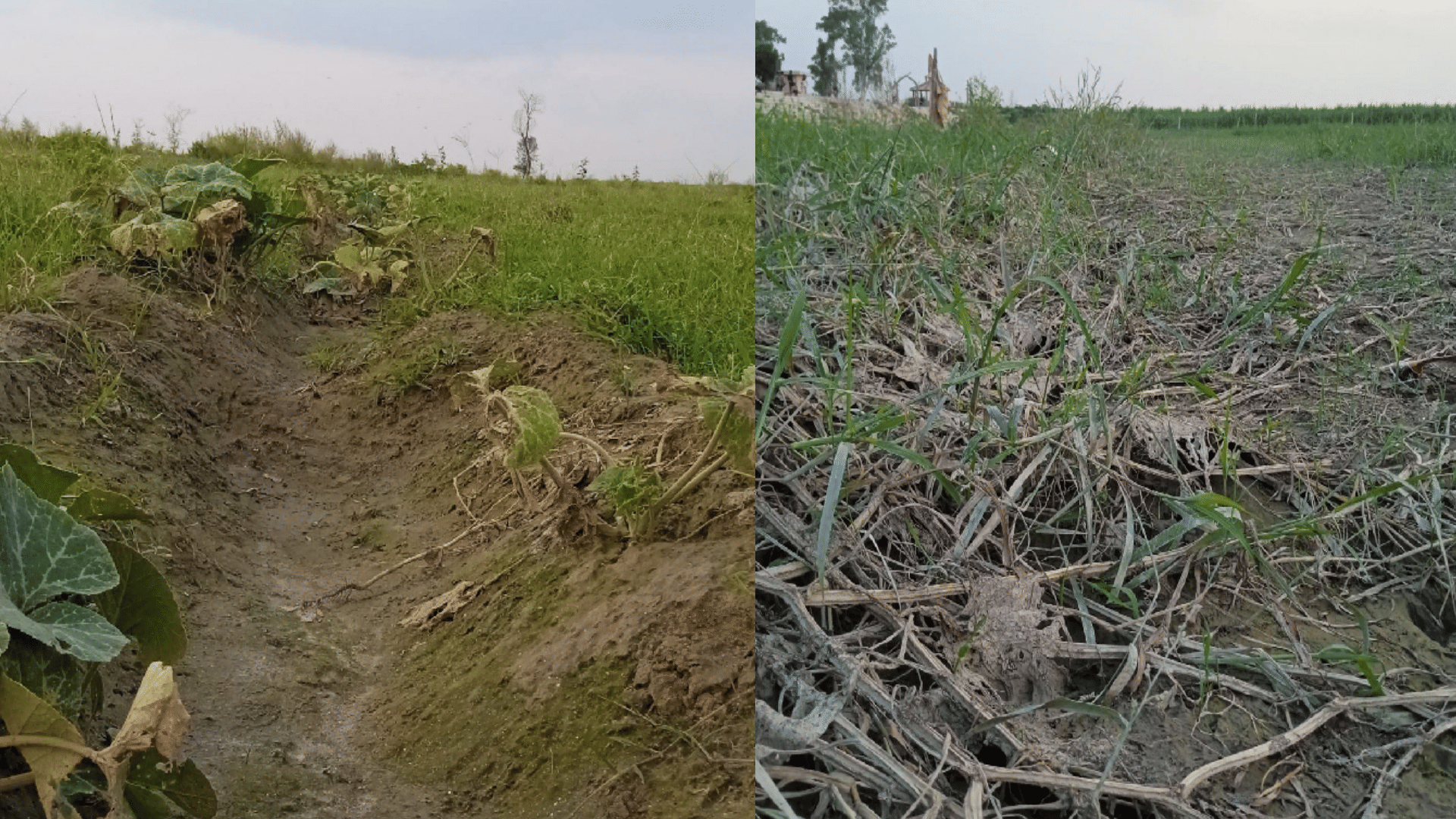 Flood in Yamuna: farmers Sow crops by taking loan, drowned by Yamuna, fodder crisis on animals