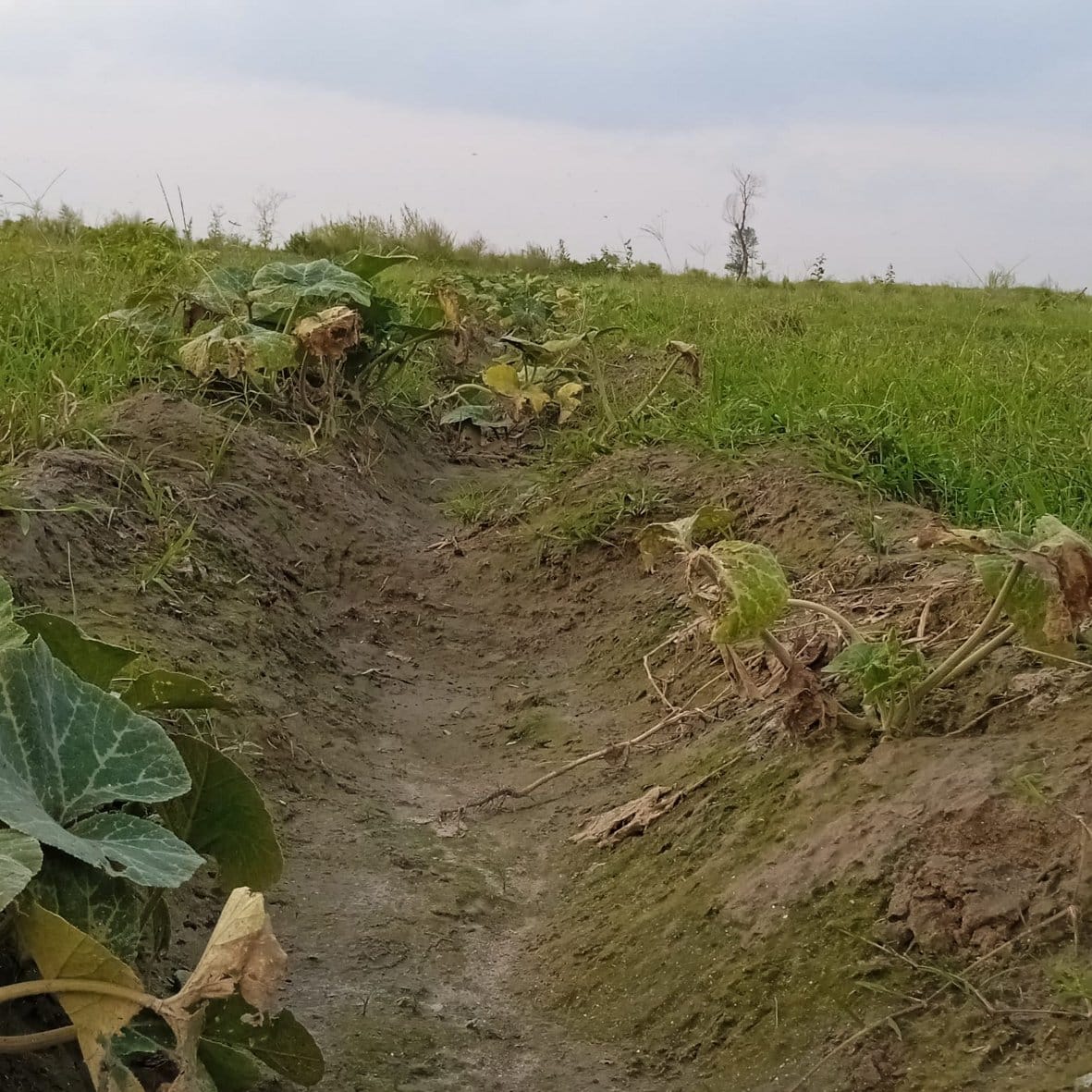 Sowing crops by taking loan, Yamuna drowned the farmer's hard work
