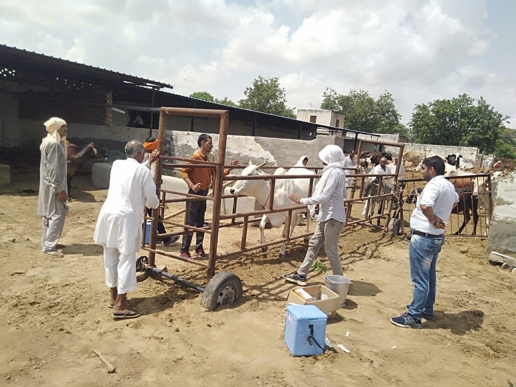 Lumpy: Death of 20 animals, demand sent for vaccine