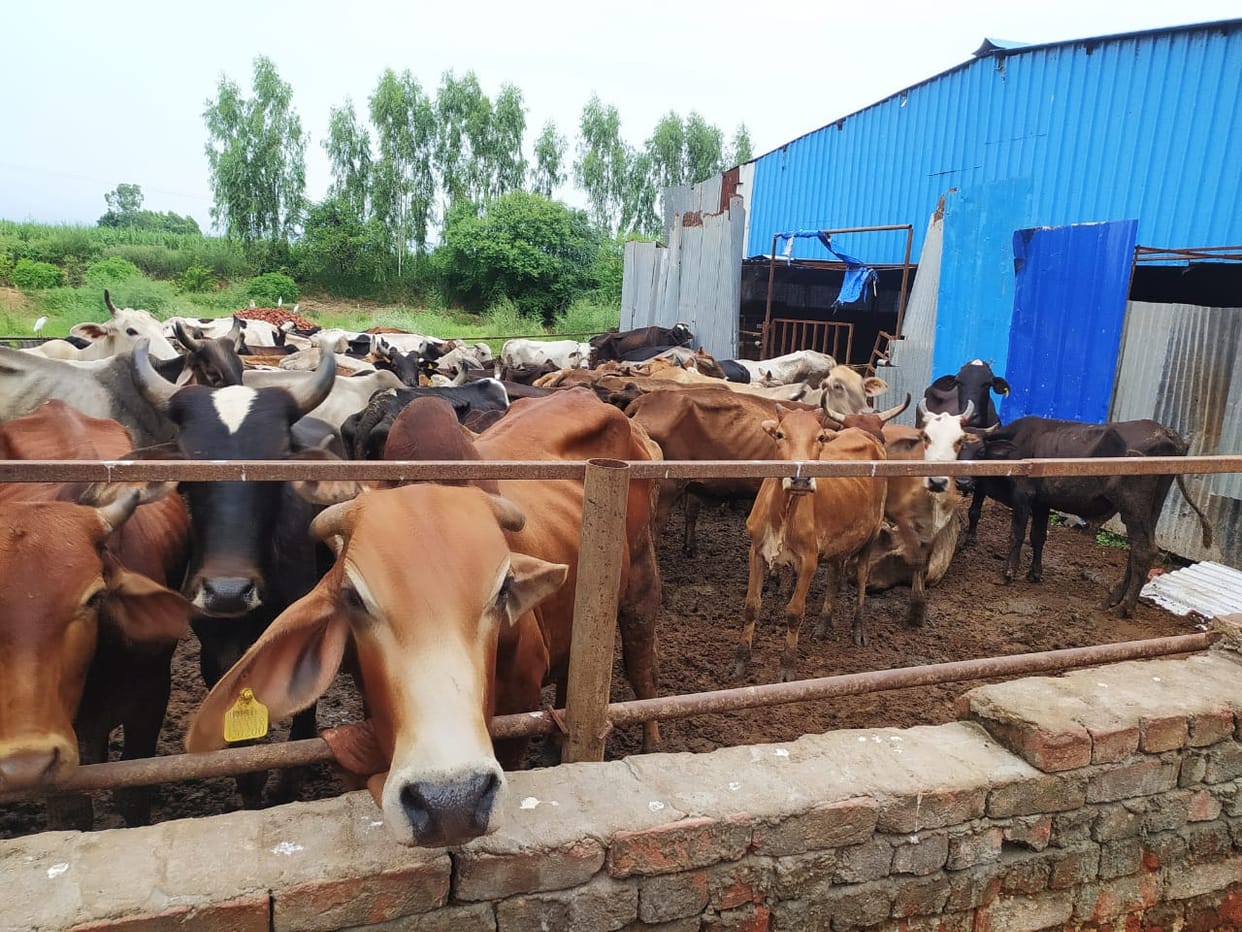 There has been a stir due to the arrival of 561 cases of lumpy virus in Narayangarh, Ambala