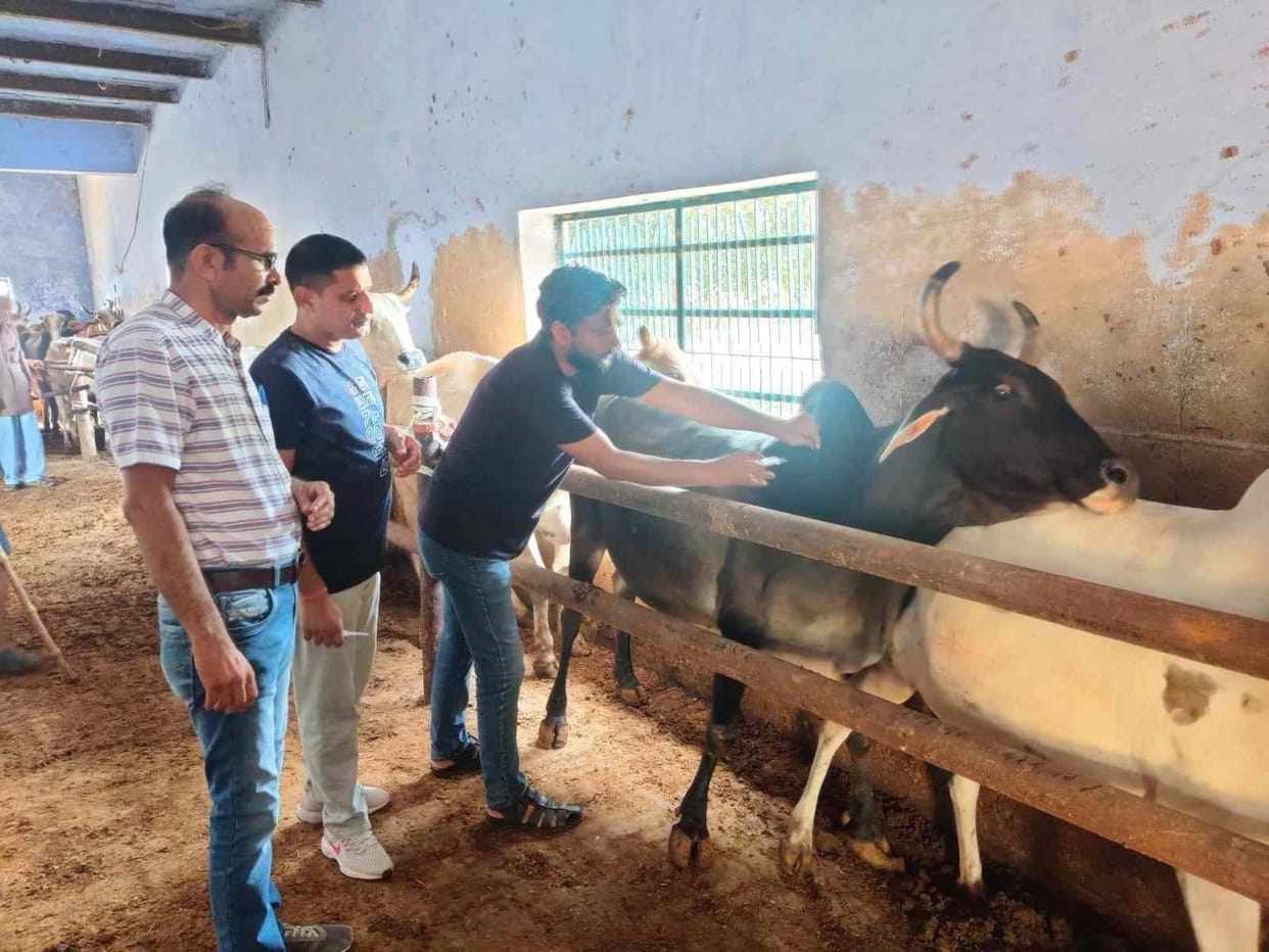 Lumpi: So far 20 thousand animals have been given the dose of vaccine