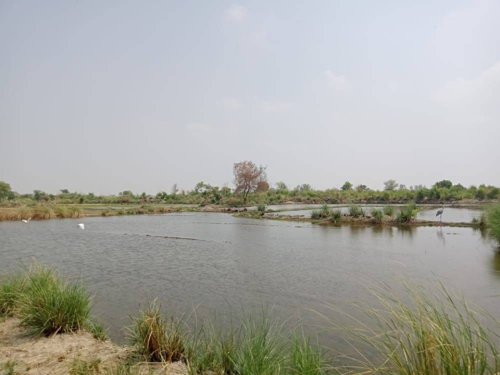 Auraiya: Paddy crop submerged due to minor explosion
