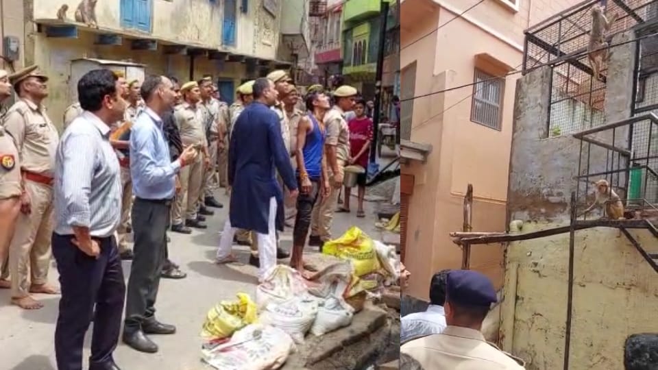 Monkeys took away DM glasses to inspect Banke Bihari temple Vrindavan Mathura news