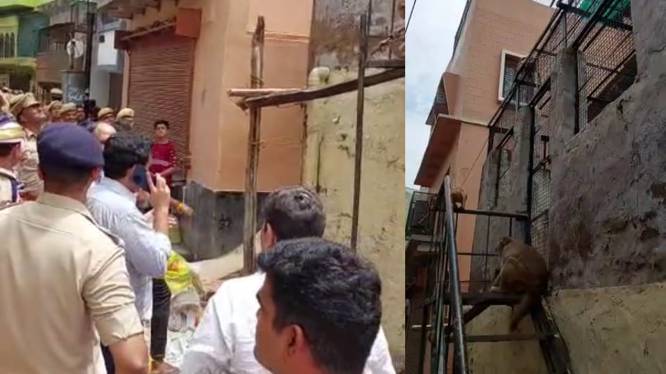 Monkeys took away DM glasses to inspect Banke Bihari temple Vrindavan Mathura news