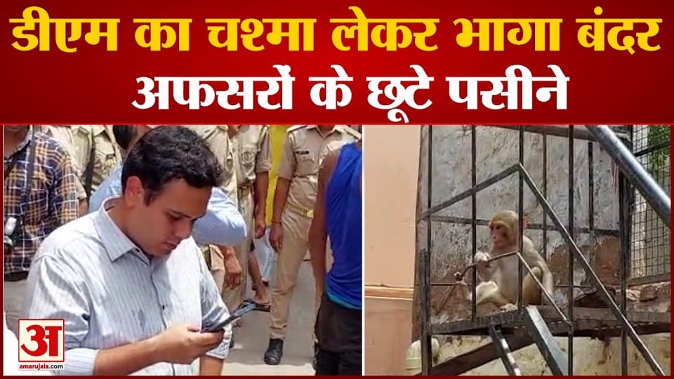 monkey ran away by snatching the DM glasses in mathura
