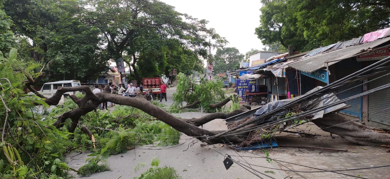 Gulmohar tree fell on the road, traffic disrupted