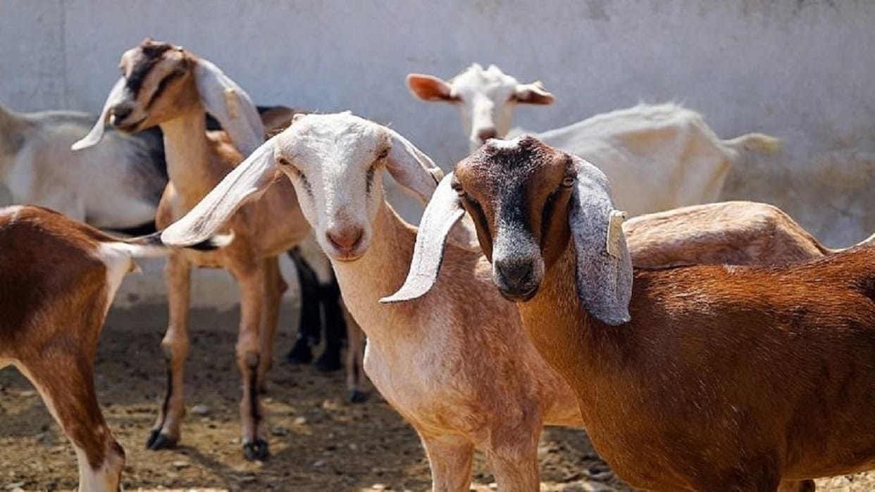 Bolero rider thieves took away a dozen goats tied at the door in mirzamurad