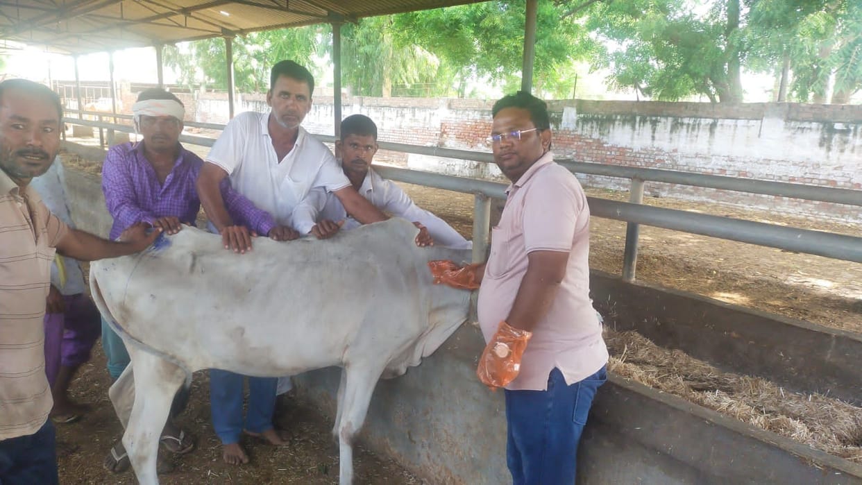 Lumpy: The situation worsened in Odhan, restlessness among the cattle owners due to the death of the cow