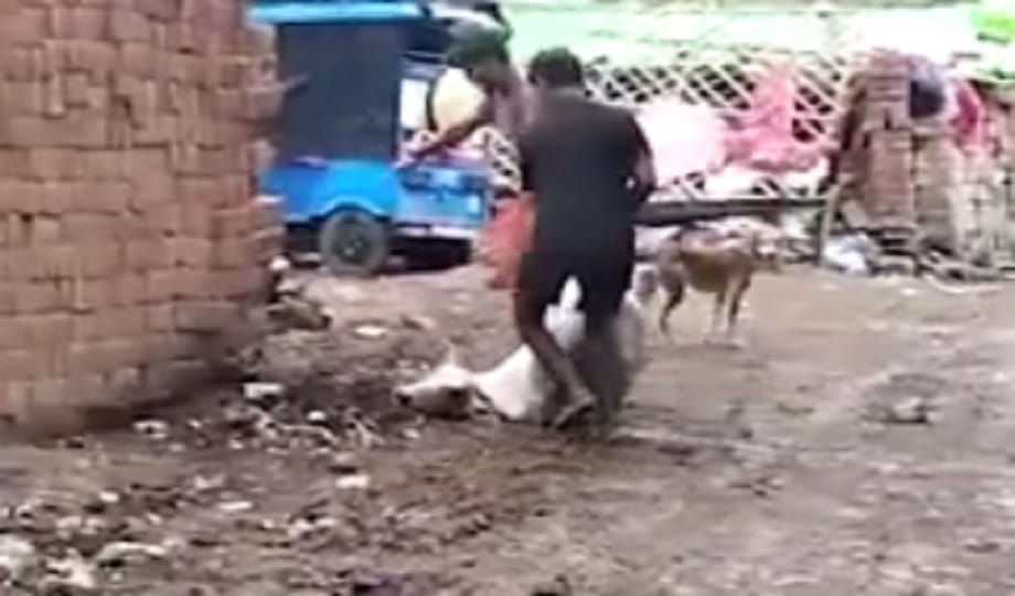 calf was brutally beaten for drinking cow milk