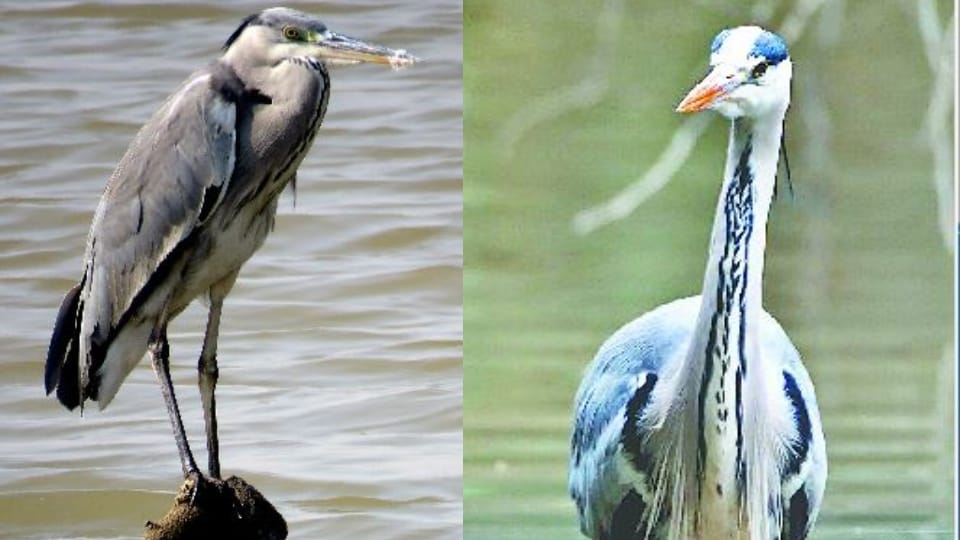 flood stopped in Chambal brown herons went out on the hunt bah agra news
