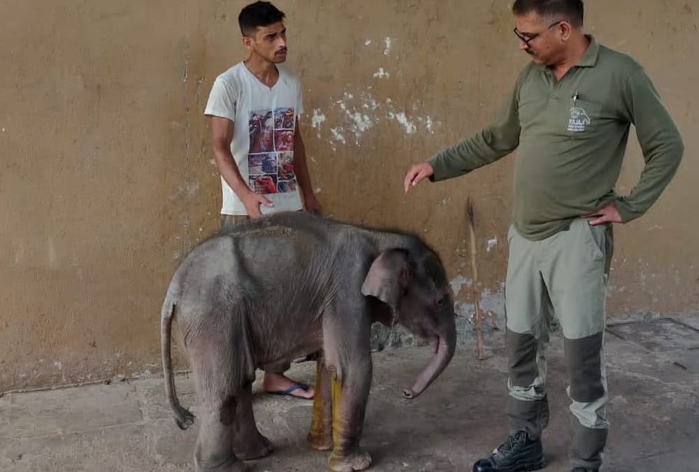 Haridwar News: baby elephant rescue from River after stuck in heavy rainfall