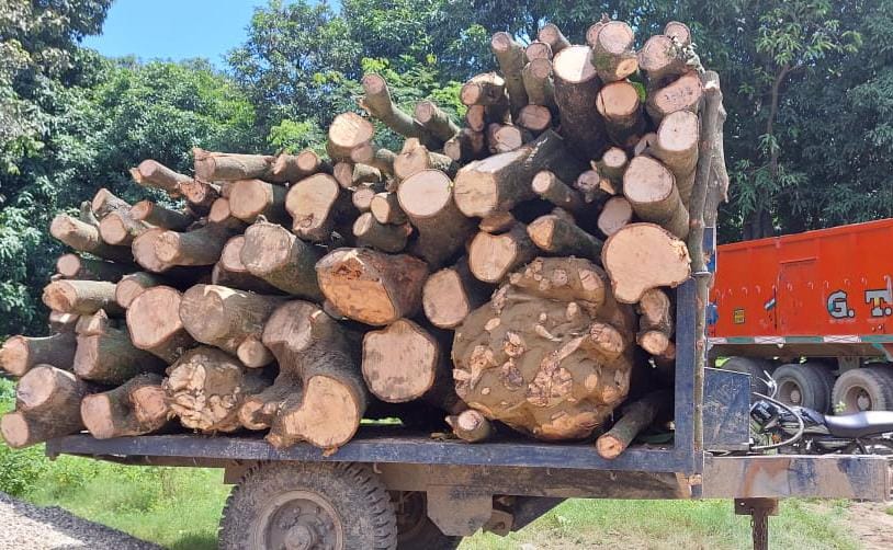 Mango trees were being cut at night without permission, three arrested