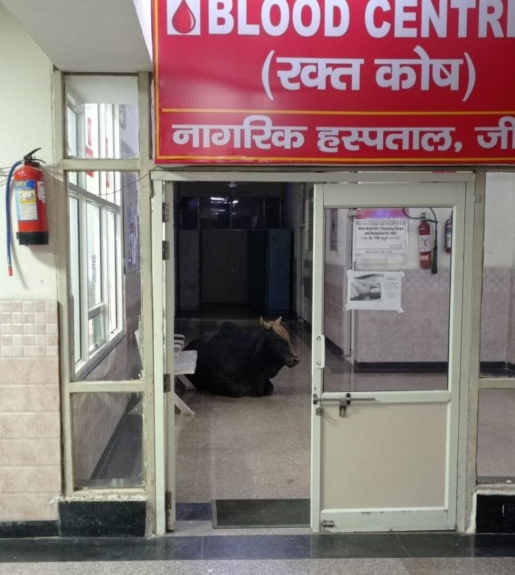 Civil hospital became a refuge for destitute animals