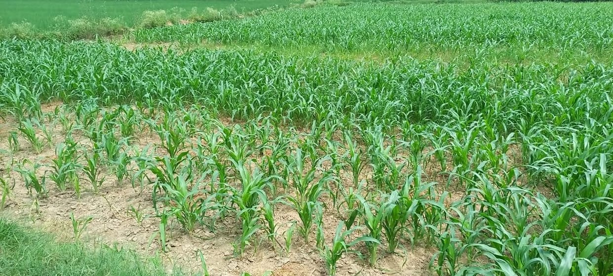 Drought-like situation in Aligarh due to less rain