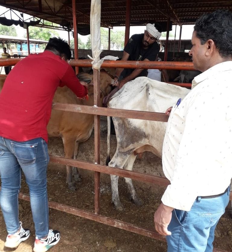 Lumpy skin disease virus: 12 thousand cows got got pox vaccine, 69700 doses allotted