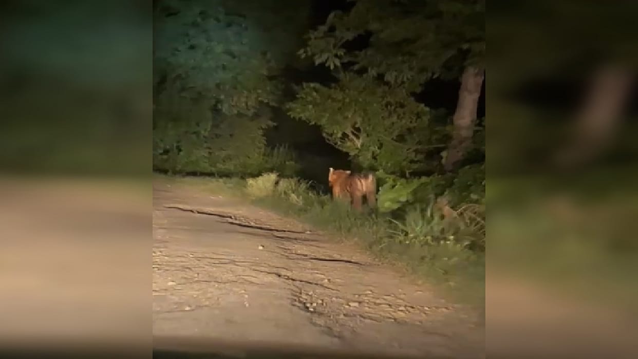 case of running a tiger in front of car on Uttarakhand border went viral on social media