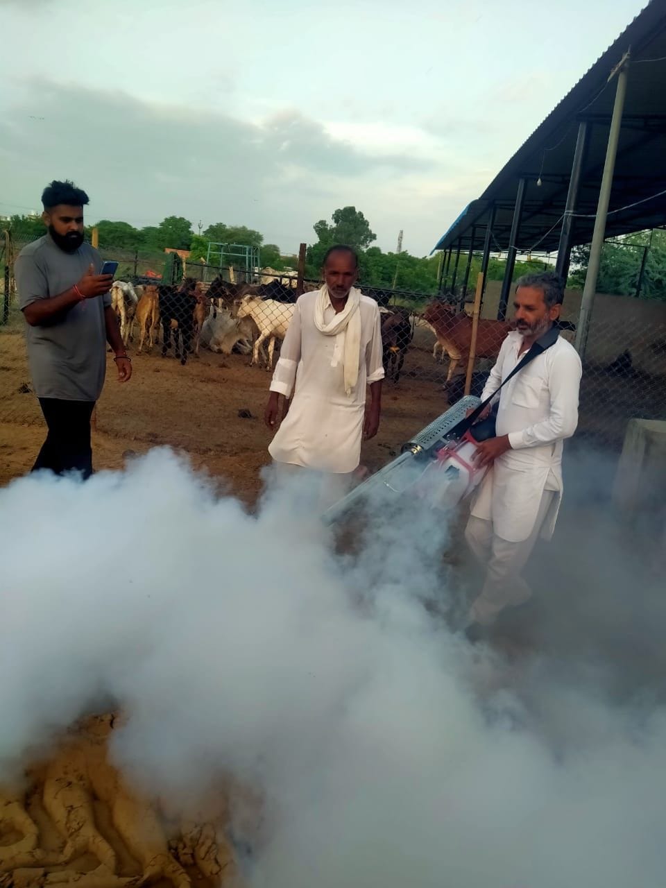 Lumpi uprooted the breath of seven cows, 117 infected
