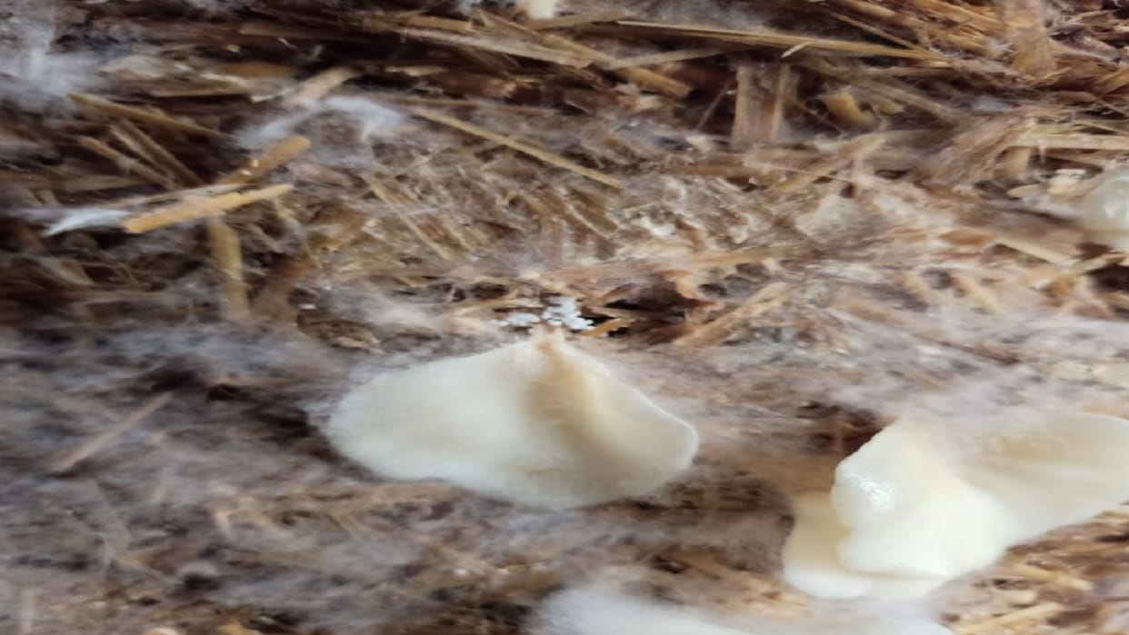 Mushrooms affected with covey's disease in monsoon, 25 percent crop failure across the country