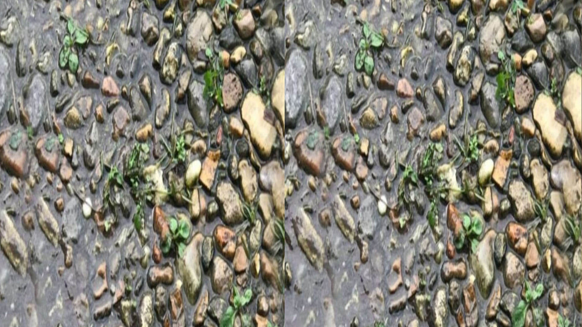 Optical Illusion for Personality Test Find Out Hidden Frog From Photo Check Your Brain IQ